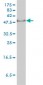 GTF2H1 Antibody (monoclonal) (M01)