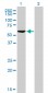 GTF2H1 Antibody (monoclonal) (M01)