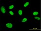 GTF2I Antibody (monoclonal) (M01)