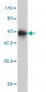 GTF2I Antibody (monoclonal) (M01)