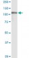 GTF2I Antibody (monoclonal) (M01)