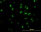 GTF2I Antibody (monoclonal) (M02)