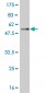 GTF2I Antibody (monoclonal) (M02)