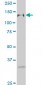 GTF2I Antibody (monoclonal) (M02)