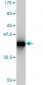 GTF2IRD1 Antibody (monoclonal) (M01)
