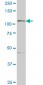 GTF2IRD1 Antibody (monoclonal) (M01)