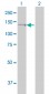 GTF2IRD1 Antibody (monoclonal) (M01)