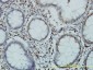 GTF3C2 Antibody (monoclonal) (M01)