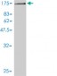 GTF3C2 Antibody (monoclonal) (M01)