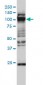 GTF3C2 Antibody (monoclonal) (M01)