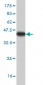 GTF3C3 Antibody (monoclonal) (M01)