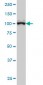 GTF3C3 Antibody (monoclonal) (M01)