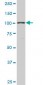 GTF3C3 Antibody (monoclonal) (M01)