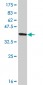 GTF3C3 Antibody (monoclonal) (M02)