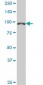 GTF3C3 Antibody (monoclonal) (M02)