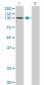 GTF3C3 Antibody (monoclonal) (M02)