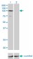 GTF3C3 Antibody (monoclonal) (M02)