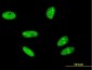 H2AFX Antibody (monoclonal) (M05)