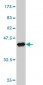 HADHSC Antibody (monoclonal) (M01)