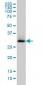 HADHSC Antibody (monoclonal) (M01)