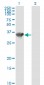 HADHSC Antibody (monoclonal) (M01)