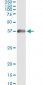 HADHSC Antibody (monoclonal) (M01)