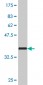 HADHSC Antibody (monoclonal) (M02)