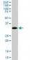 HADHSC Antibody (monoclonal) (M02)