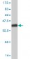 HAL Antibody (monoclonal) (M04)