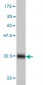 HAMP Antibody (monoclonal) (M02)