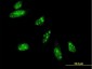 HAND2 Antibody (monoclonal) (M05)