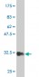 HAND2 Antibody (monoclonal) (M05)