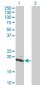 HAND2 Antibody (monoclonal) (M05)