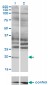 HAND2 Antibody (monoclonal) (M06)