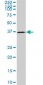 HAPLN4 Antibody (monoclonal) (M12)