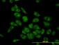 HARS Antibody (monoclonal) (M01)