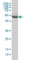 HARS Antibody (monoclonal) (M01)