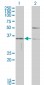 HAVCR1 Antibody (monoclonal) (M01)