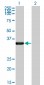 HAX1 Antibody (monoclonal) (M04)