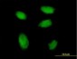 HBXAP Antibody (monoclonal) (M05)