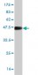 HBXAP Antibody (monoclonal) (M05)