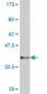 HBZ Antibody (monoclonal) (M03)