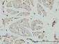 HCAP-G Antibody (monoclonal) (M01)