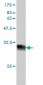 HCAP-G Antibody (monoclonal) (M01)