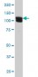 HCAP-G Antibody (monoclonal) (M01)