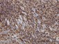 HCLS1 Antibody (monoclonal) (M02)