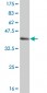 HCLS1 Antibody (monoclonal) (M02)