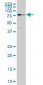 HCLS1 Antibody (monoclonal) (M02)