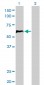 HCLS1 Antibody (monoclonal) (M02)