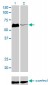 HCLS1 Antibody (monoclonal) (M02)